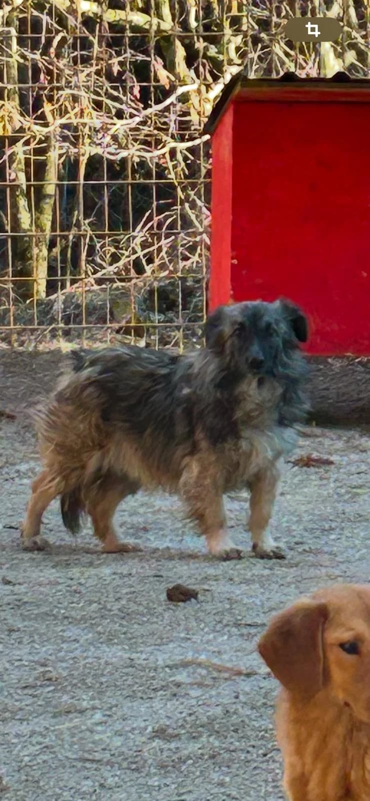 Boo, Mixed Breed for adoption at Save the Dogs BiH, Jajce