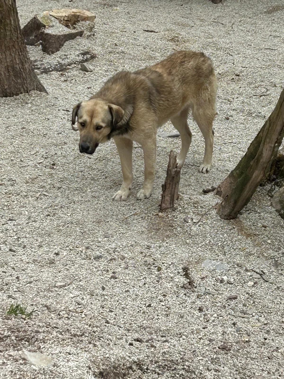 Meumel, Mixed Breed for adoption at Save the Dogs BiH, Jajce