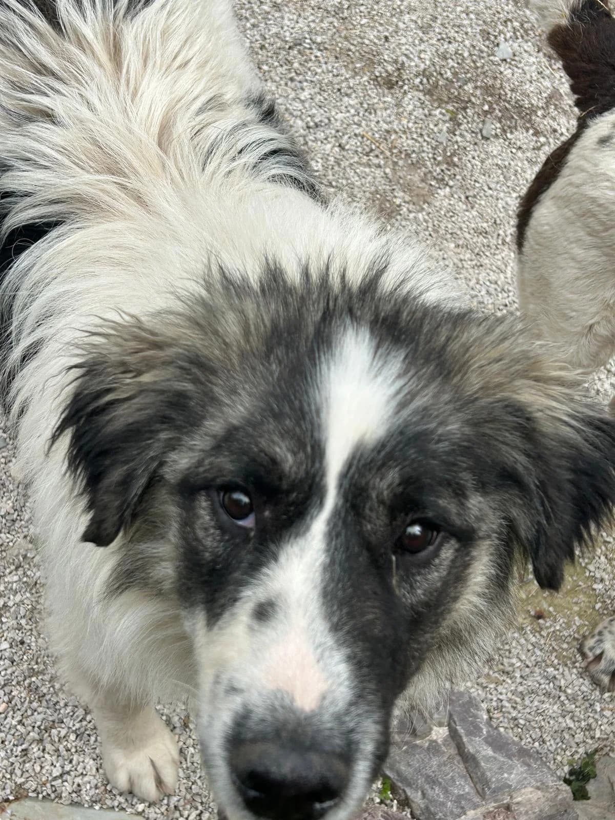 Ben, Mixed Breed for adoption at Save the Dogs BiH, Jajce