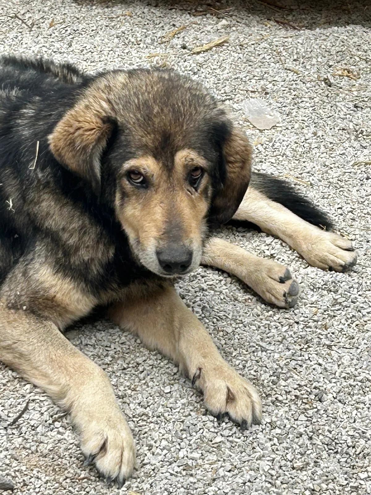 Jim, Mixed Breed for adoption at Save the Dogs BiH, Jajce