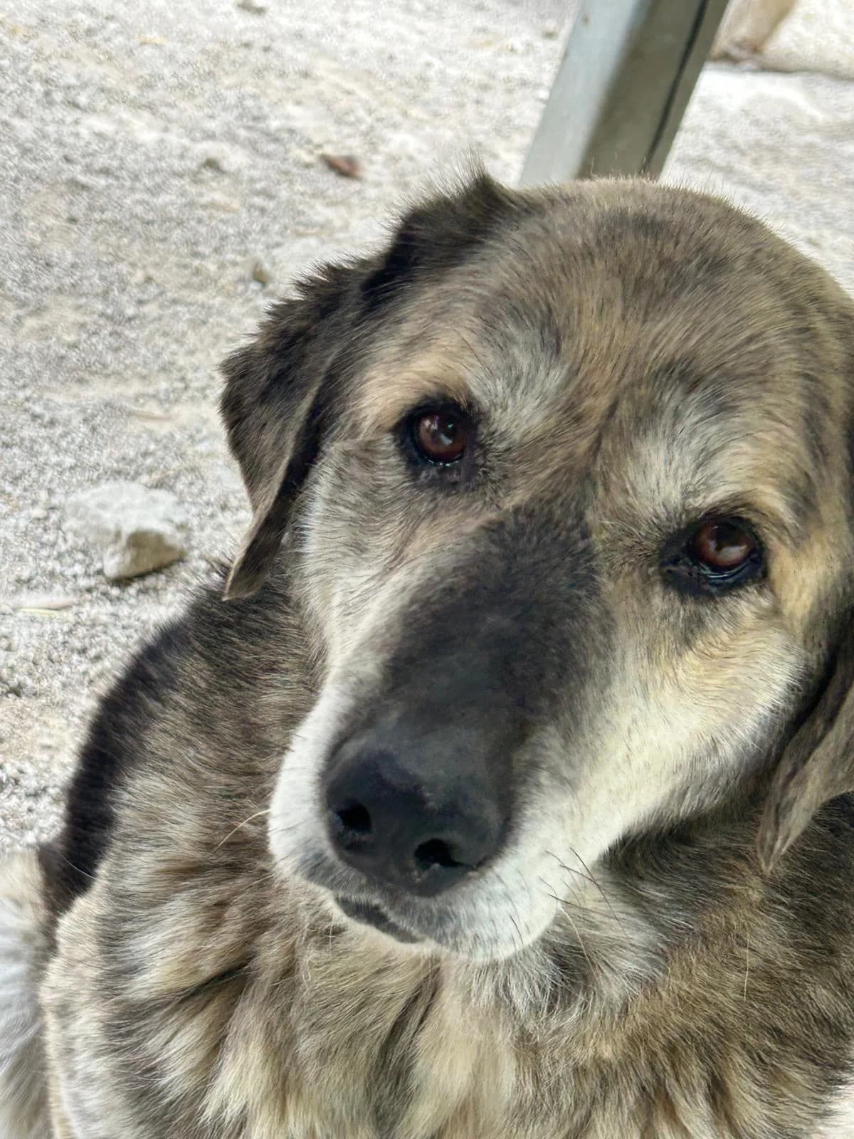 Wanka, Mixed Breed for adoption at Save the Dogs BiH, Jajce