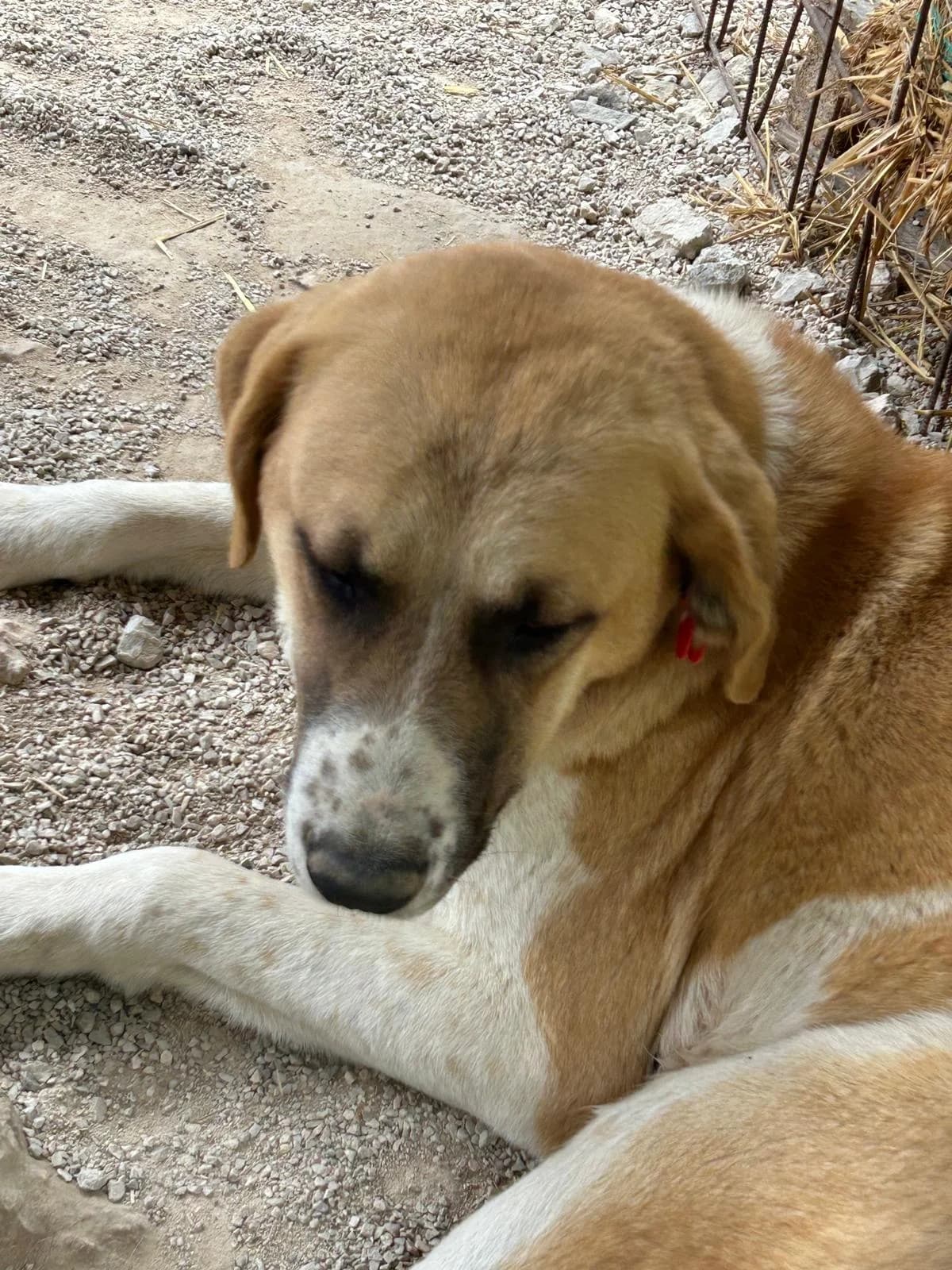 Darya, Mixed Breed for adoption at Save the Dogs BiH, Jajce