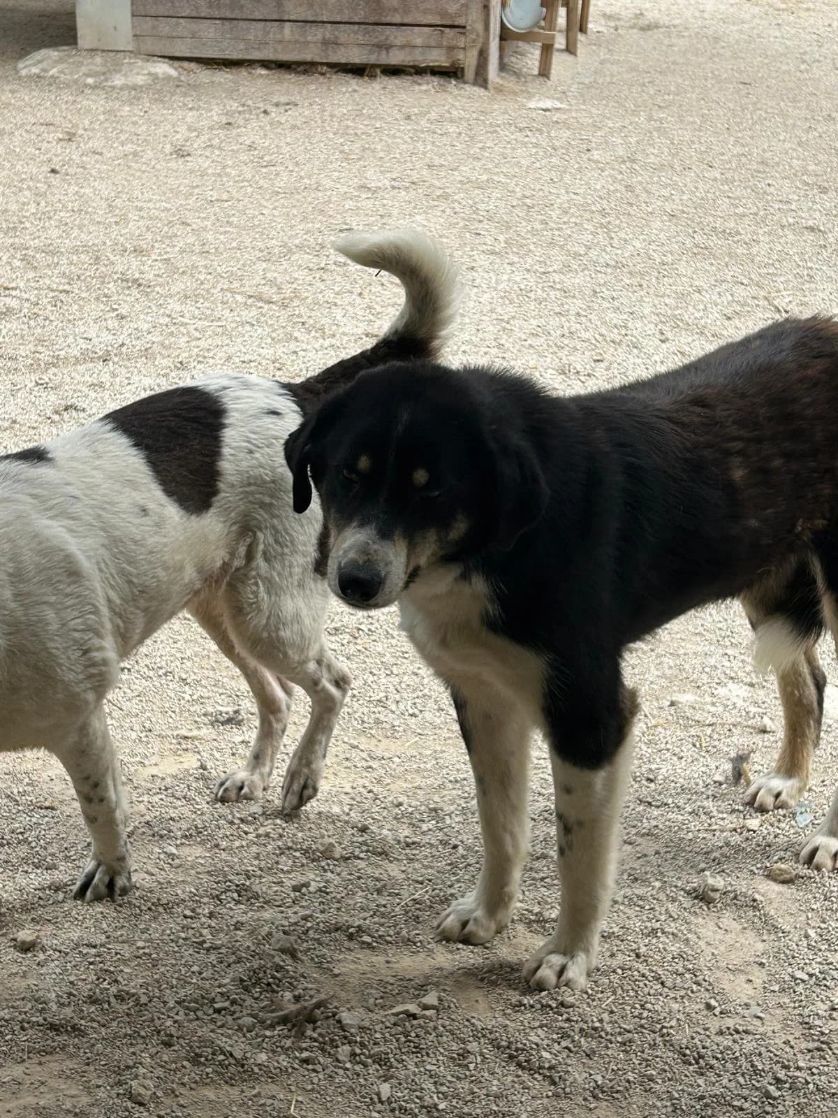 Nero, Mixed Breed for adoption at Save the Dogs BiH, Jajce