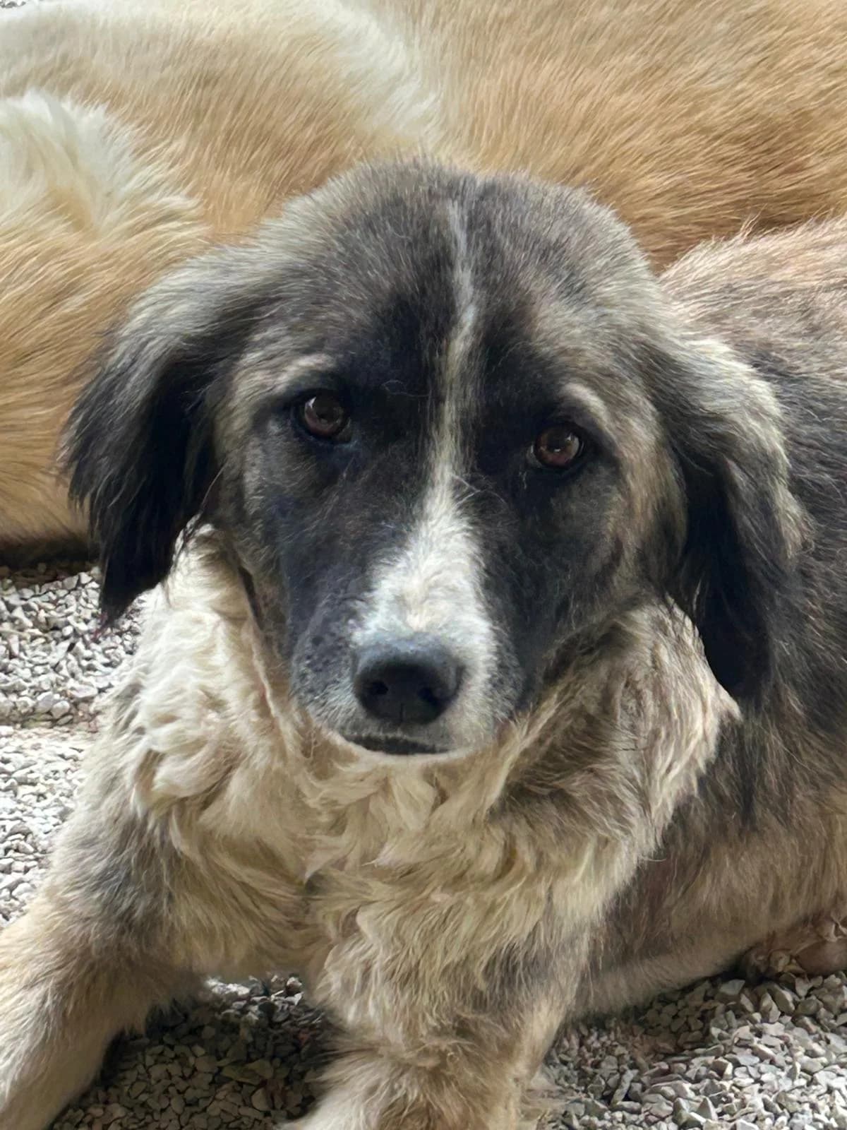 Hope, Mixed Breed for adoption at Save the Dogs BiH, Jajce