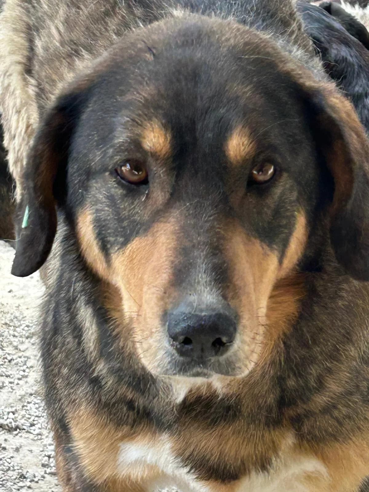 Rory, Mixed Breed for adoption at Save the Dogs BiH, Jajce