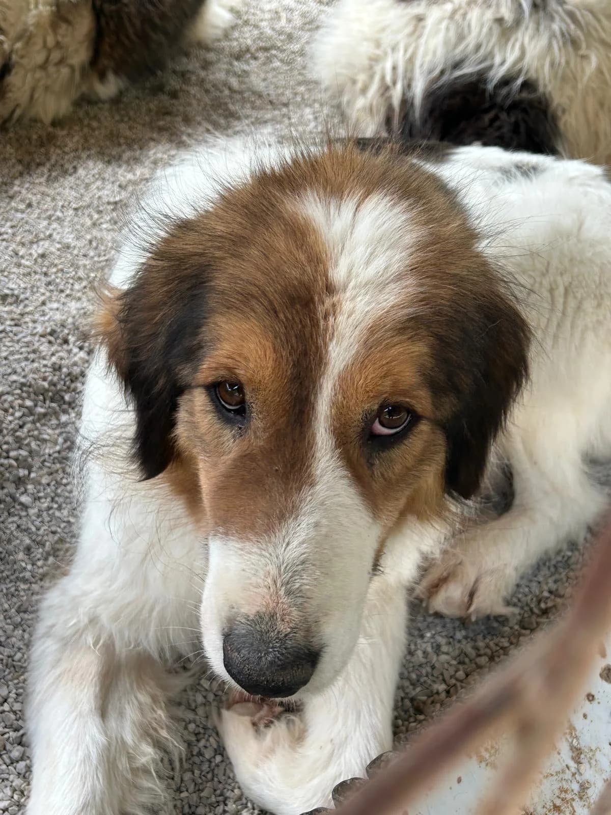 Naila, Mixed Breed for adoption at Save the Dogs BiH, Jajce
