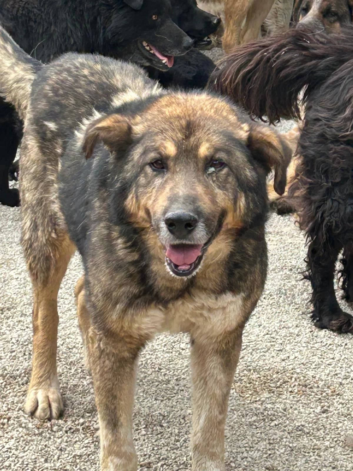 Milow, Mixed Breed for adoption at Save the Dogs BiH, Jajce