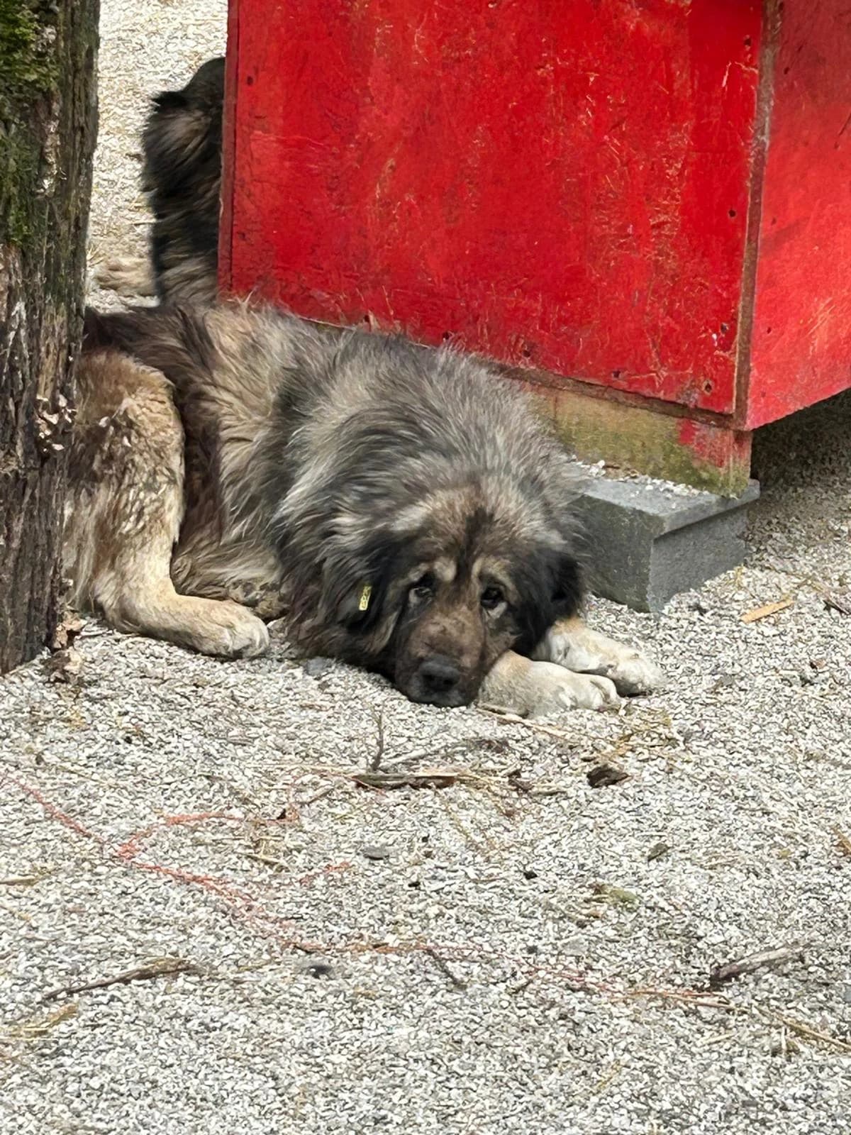 Lupo, Mixed Breed for adoption at Save the Dogs BiH, Jajce