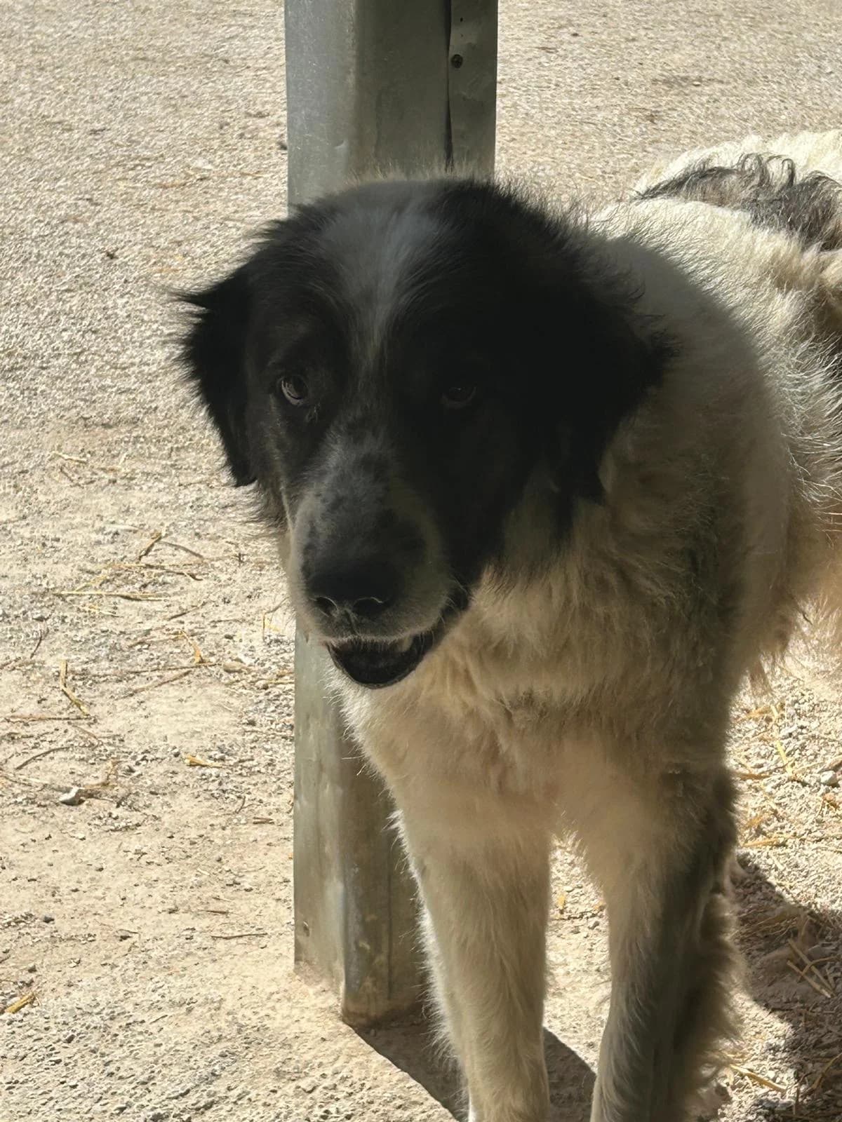 Beauty, Mixed Breed for adoption at Save the Dogs BiH, Jajce
