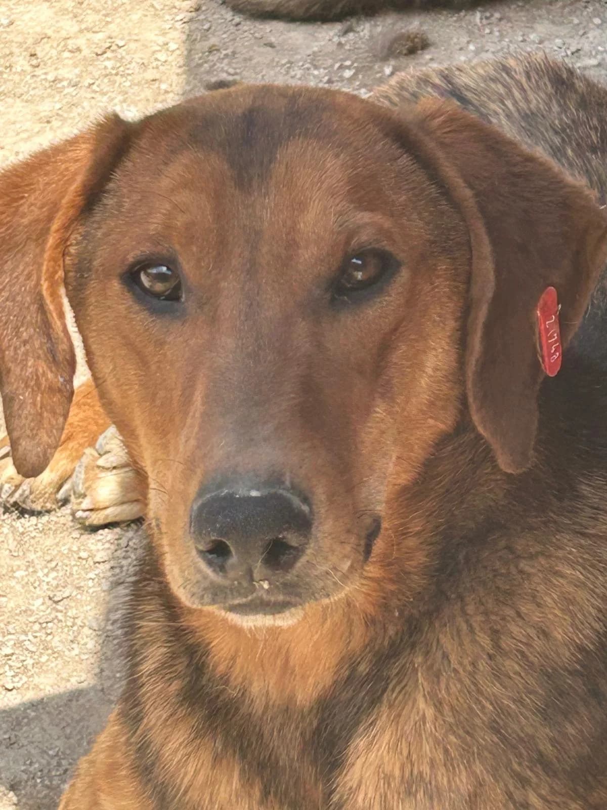 Zeus, Mixed Breed for adoption at Save the Dogs BiH, Jajce