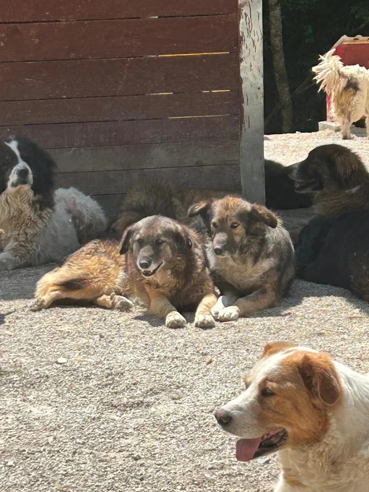 Mädel, Mixed Breed for adoption at Save the Dogs BiH, Jajce
