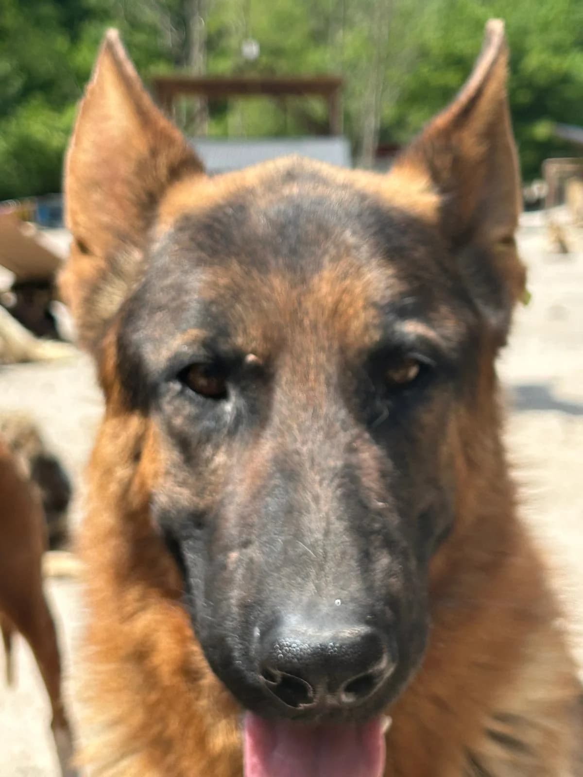 Vucko, Mixed Breed for adoption at Save the Dogs BiH, Jajce