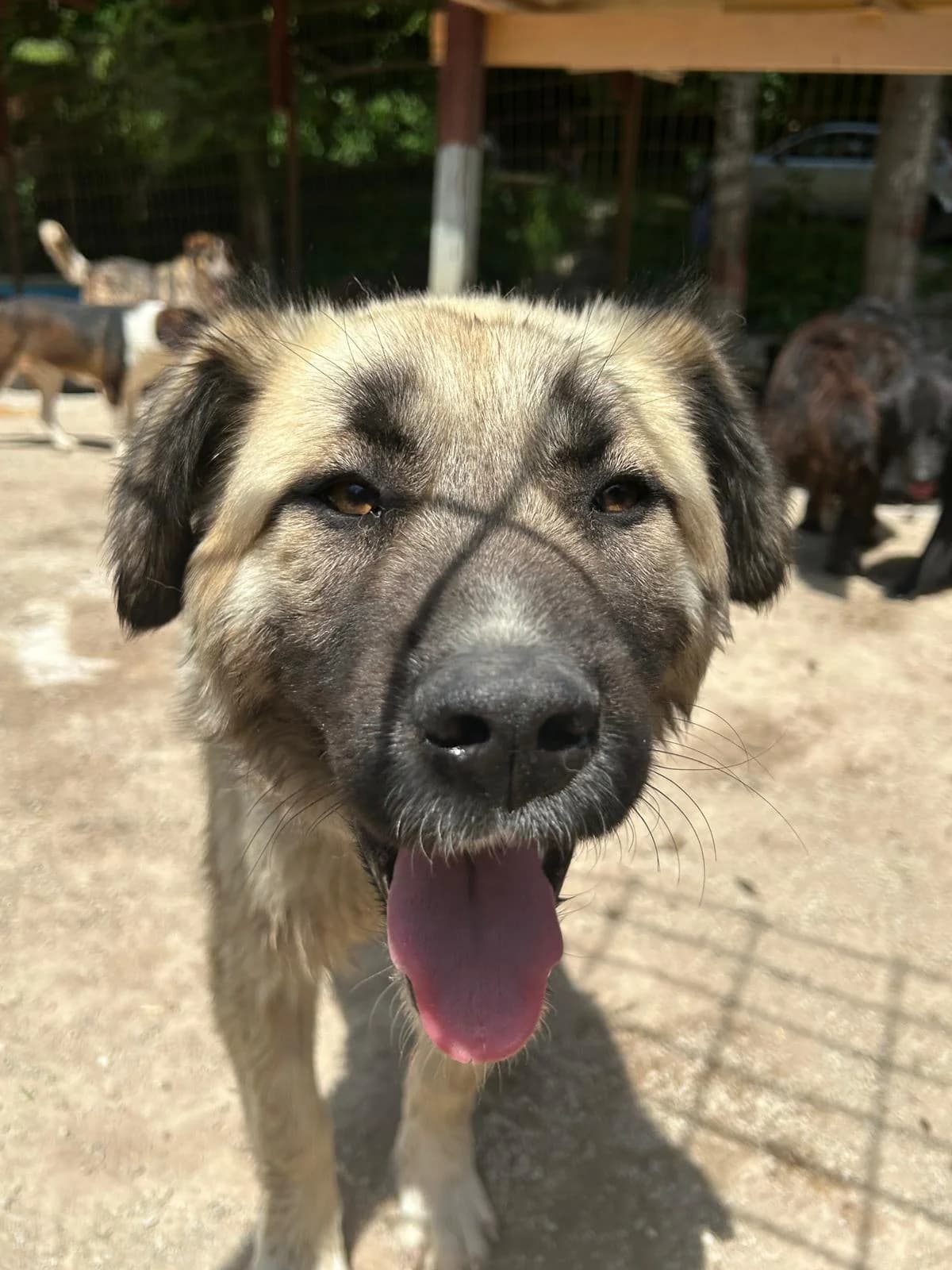 Amke, Mixed Breed for adoption at Save the Dogs BiH, Jajce