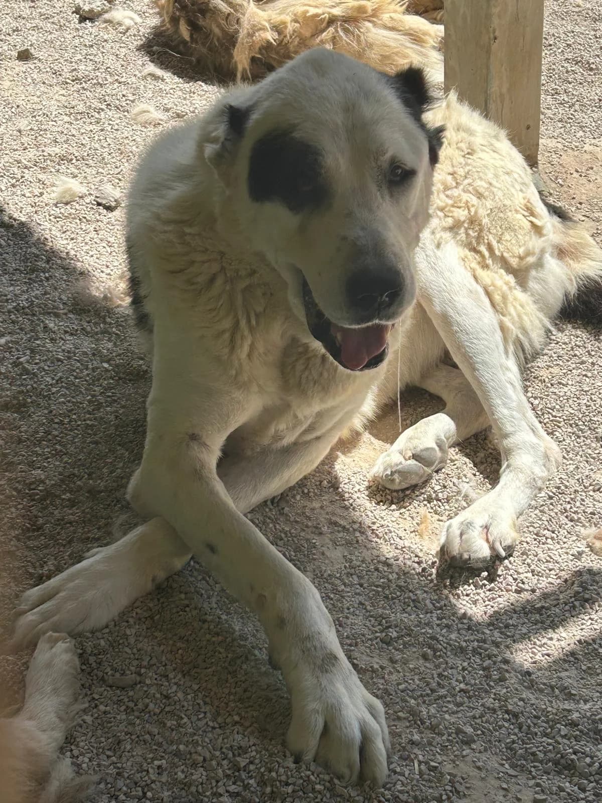 Azi, Mixed Breed for adoption at Save the Dogs BiH, Jajce
