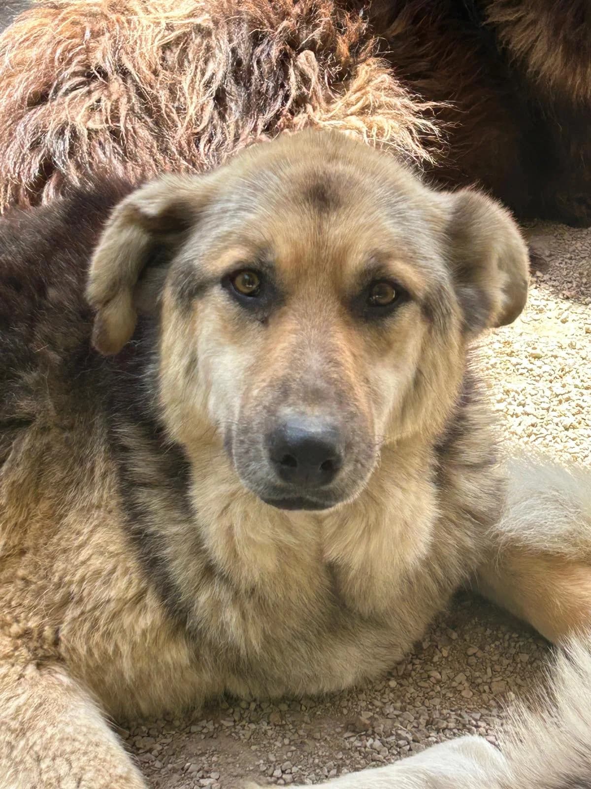 Richy, Mixed Breed for adoption at Save the Dogs BiH, Jajce