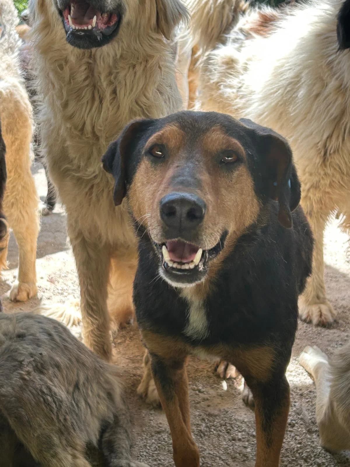 Alberto, Mixed Breed for adoption at Save the Dogs BiH, Jajce