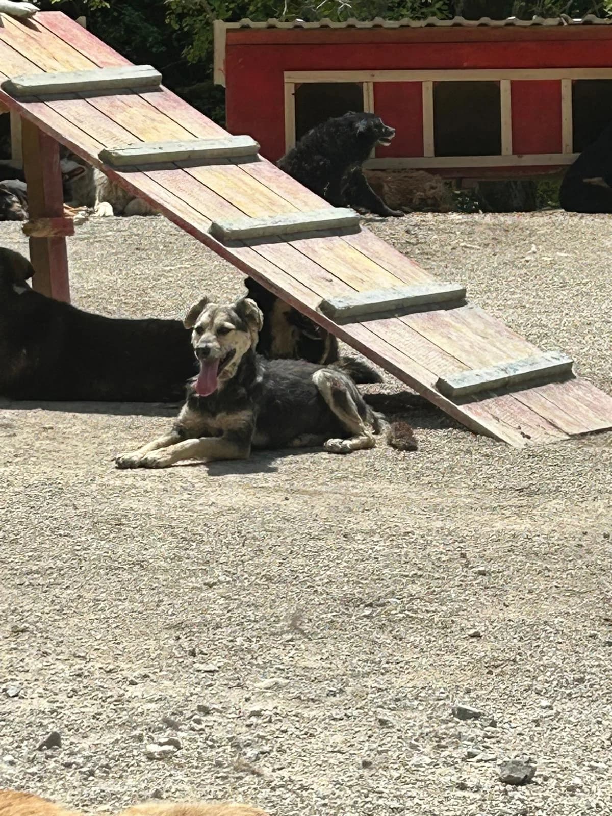 Bella, Mixed Breed for adoption at Save the Dogs BiH, Jajce
