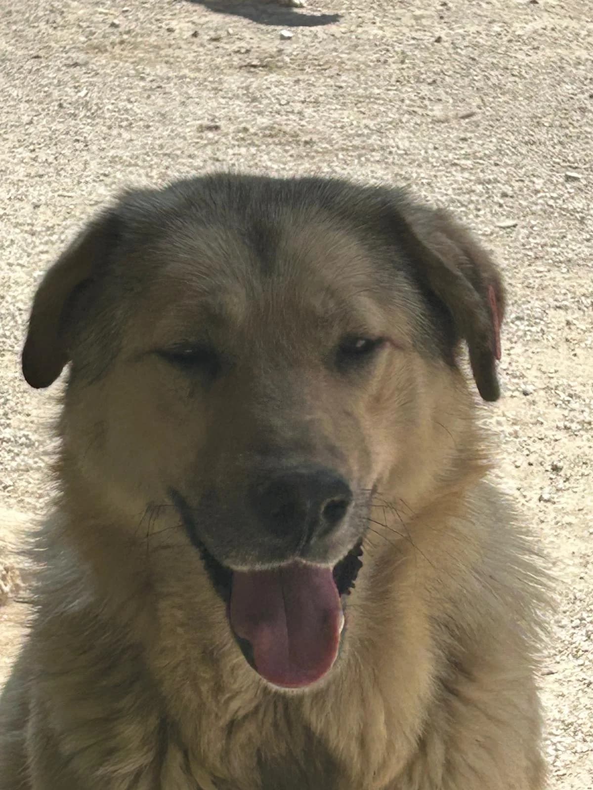 Chilly, Mixed Breed for adoption at Save the Dogs BiH, Jajce