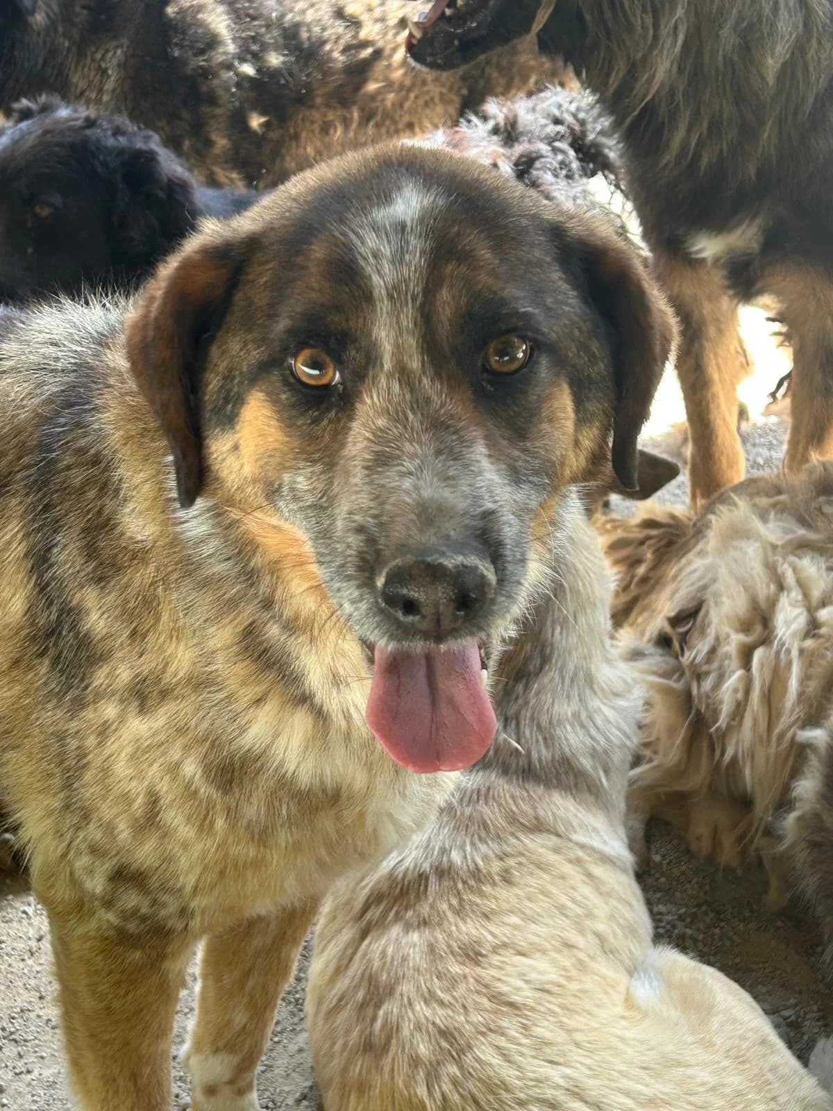 Joya, Mixed Breed for adoption at Save the Dogs BiH, Jajce