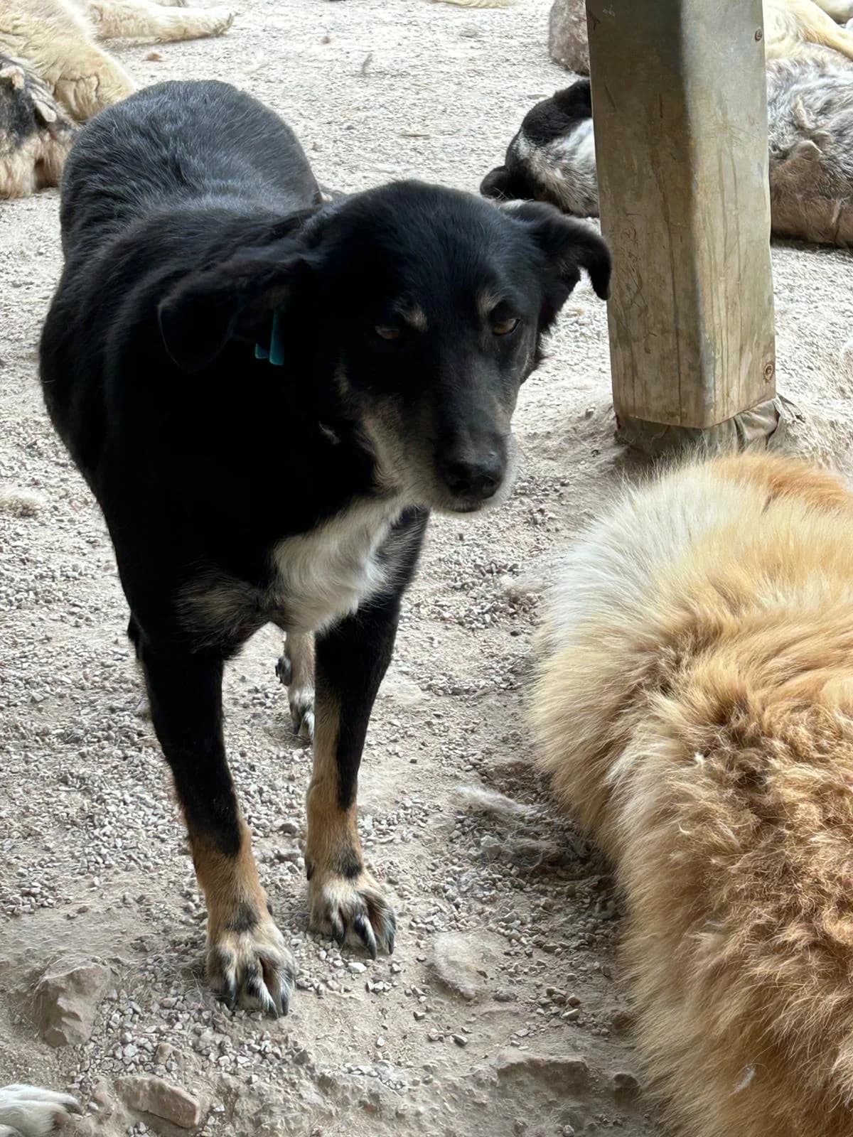 Fledi, Mixed Breed for adoption at Save the Dogs BiH, Jajce