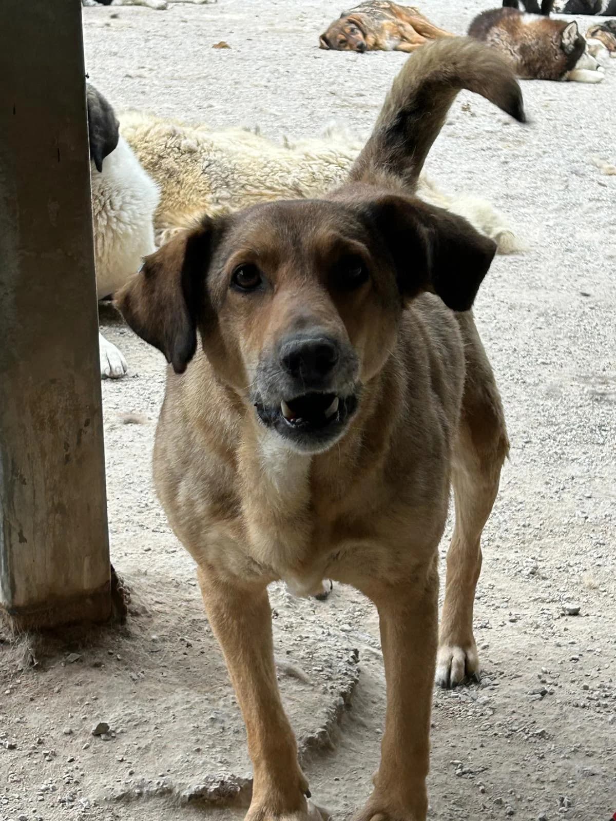 Elisa, Mixed Breed for adoption at Save the Dogs BiH, Jajce