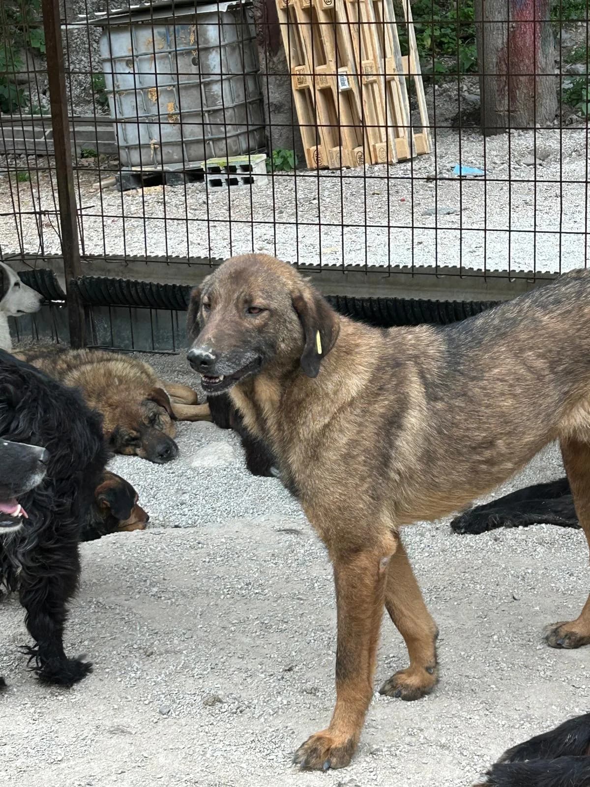 Snoop, Mixed Breed for adoption at Save the Dogs BiH, Jajce