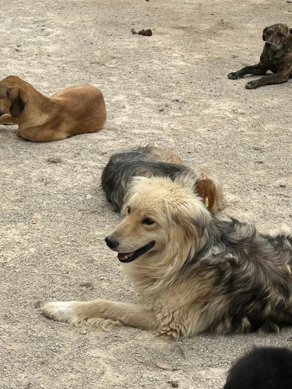 Charly, Mixed Breed for adoption at Save the Dogs BiH, Jajce