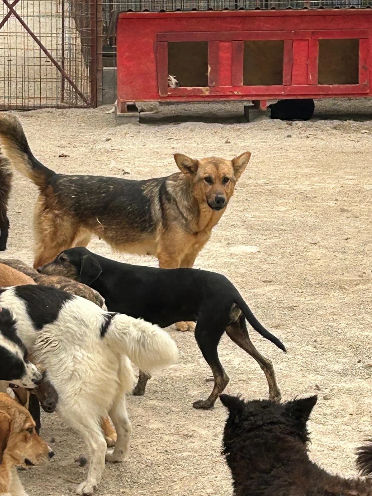 Sreca, Mixed Breed for adoption at Save the Dogs BiH, Jajce