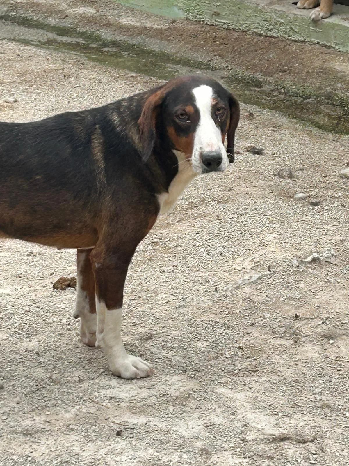 Dunja, Mixed Breed for adoption at Save the Dogs BiH, Jajce