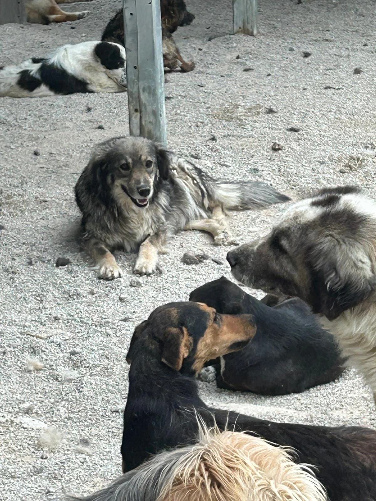 Silvi, Mixed Breed for adoption at Save the Dogs BiH, Jajce