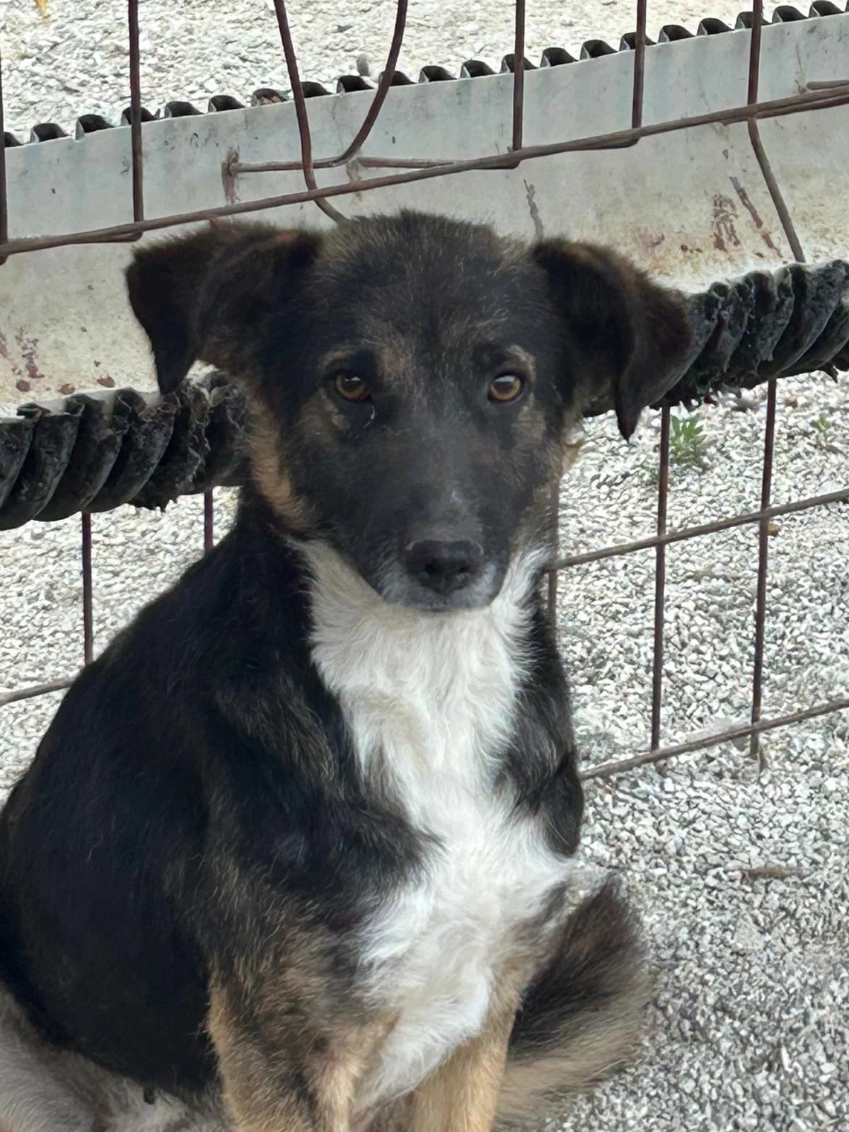 Melli, Mixed Breed for adoption at Save the Dogs BiH, Jajce