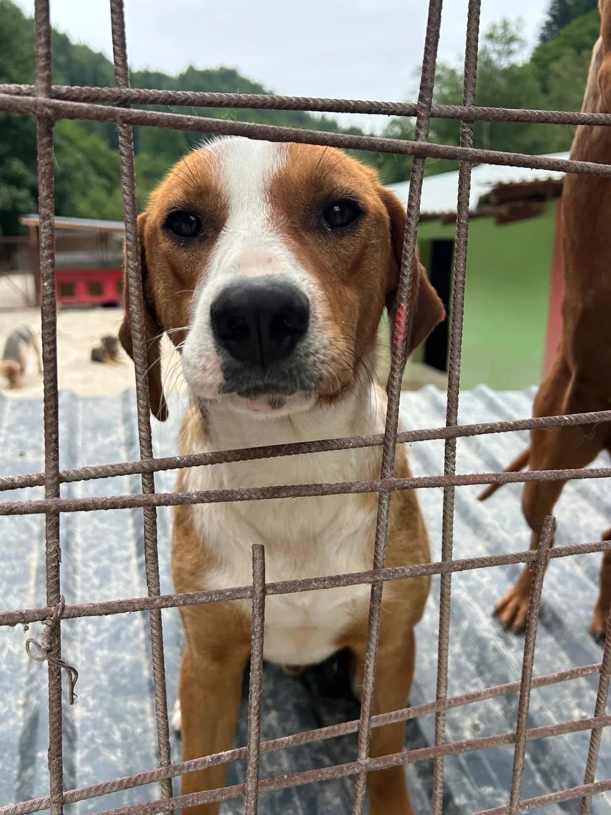 Fredy, Mixed Breed for adoption at Save the Dogs BiH, Jajce