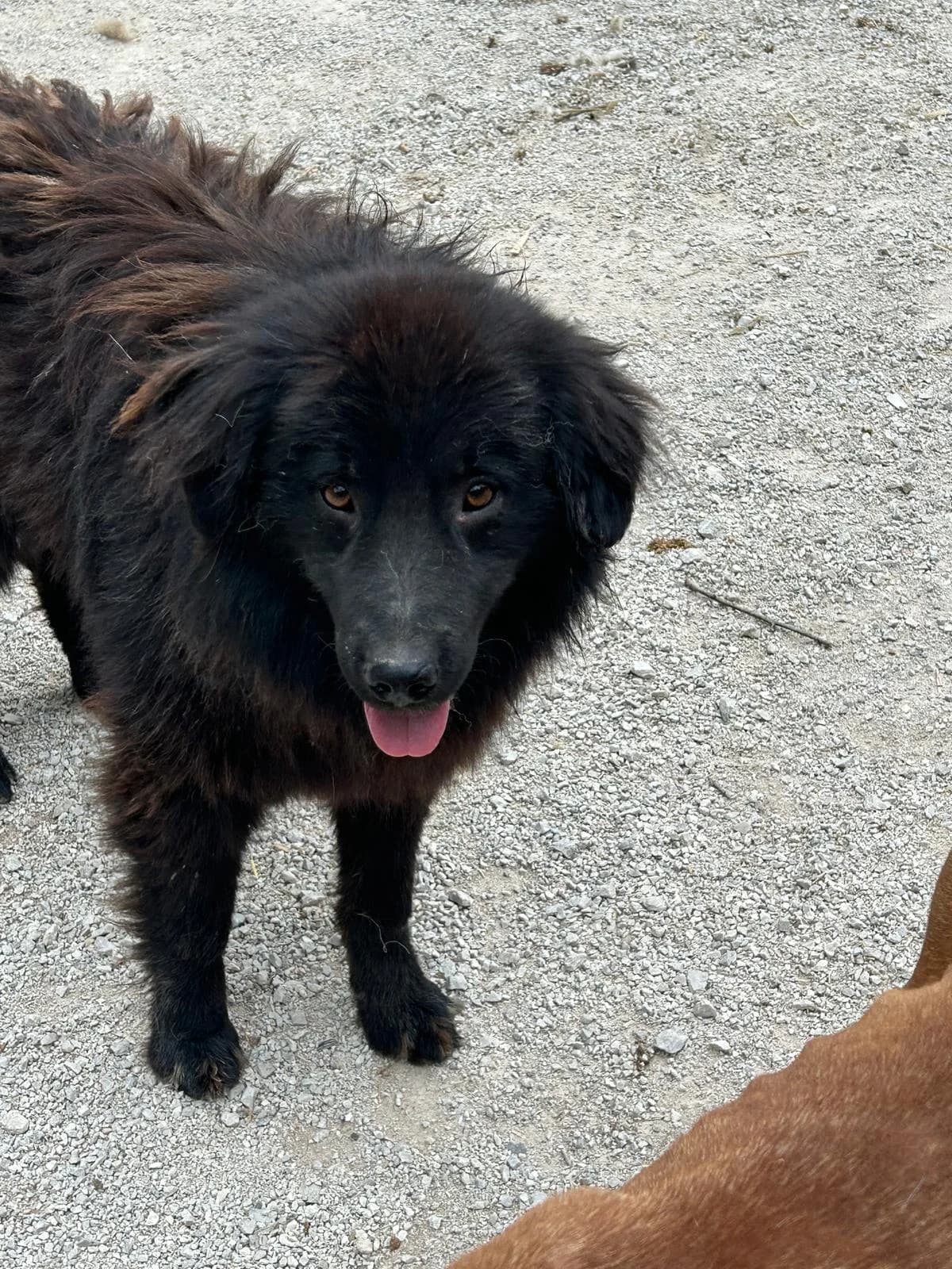 Pepe, Mixed Breed for adoption at Save the Dogs BiH, Jajce