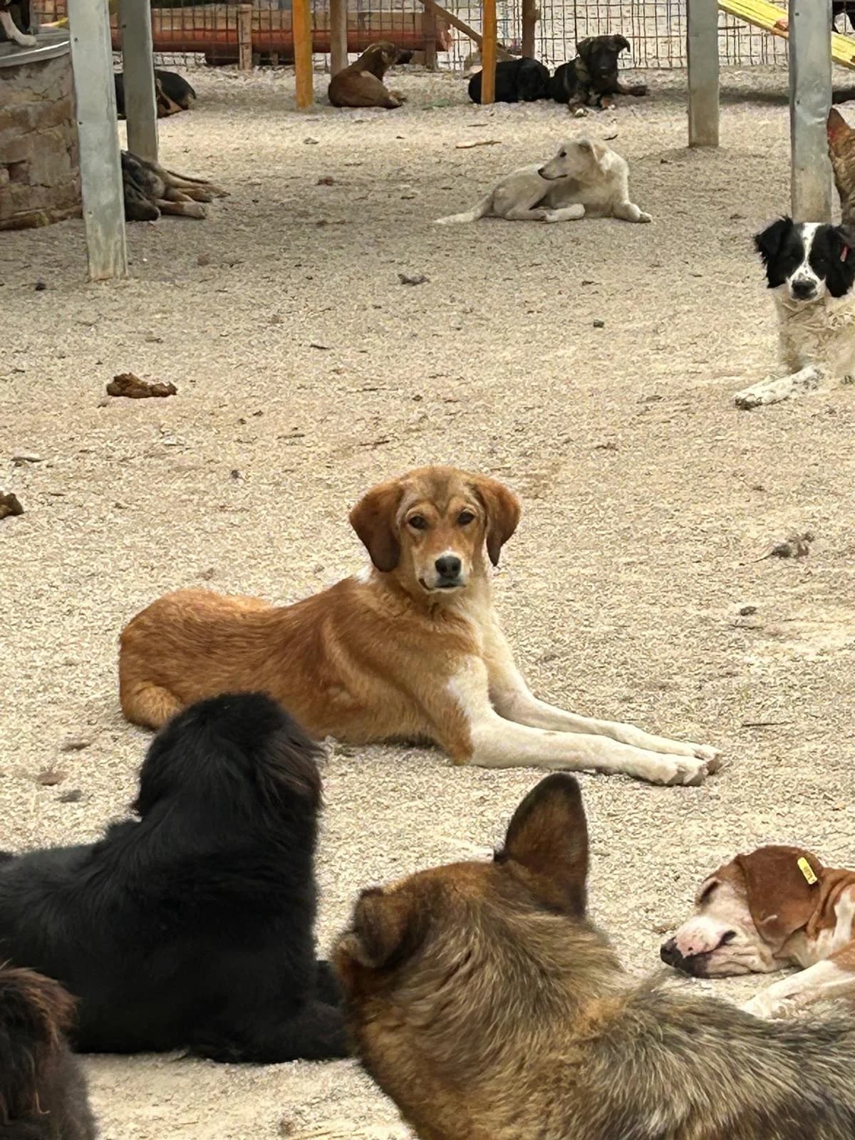 Lina, Mixed Breed for adoption at Save the Dogs BiH, Jajce