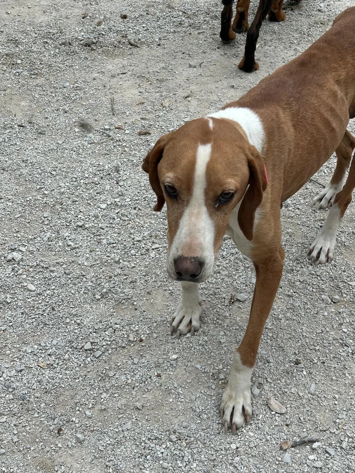 Lona, Mixed Breed for adoption at Save the Dogs BiH, Jajce