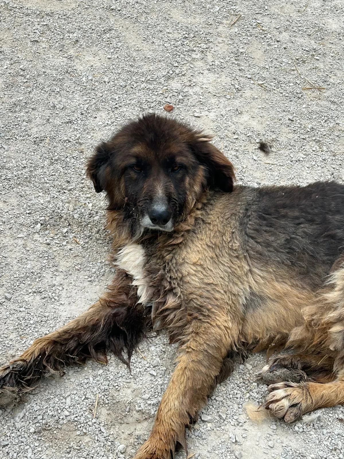 Falk, Mixed Breed for adoption at Save the Dogs BiH, Jajce