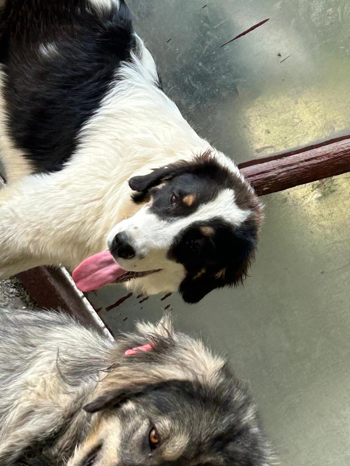 Lili, Mixed Breed for adoption at Save the Dogs BiH, Jajce