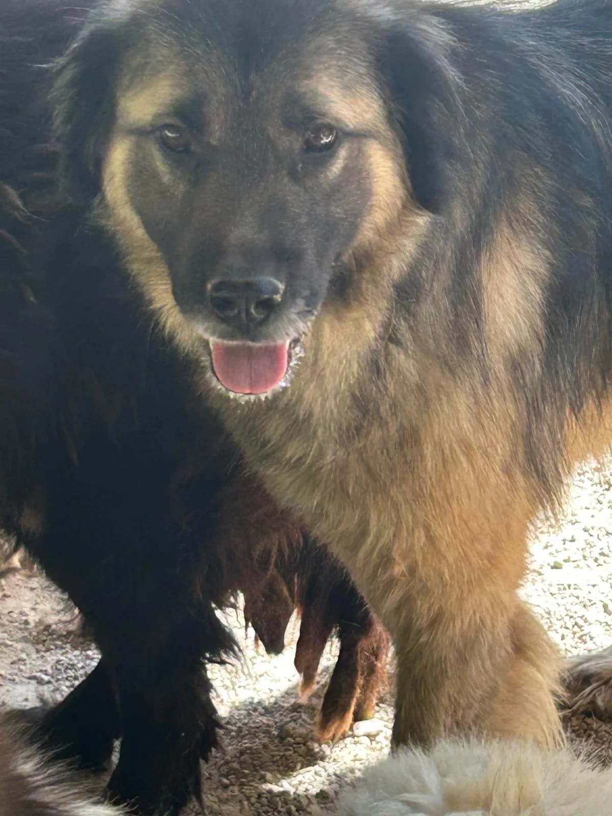 Sam, Mixed Breed for adoption at Save the Dogs BiH, Jajce