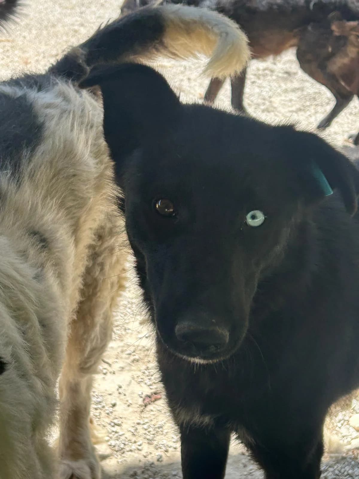Blacky, Mixed Breed for adoption at Save the Dogs BiH, Jajce