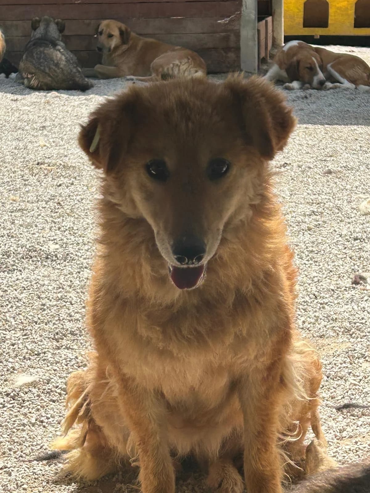 Anki, Mixed Breed for adoption at Save the Dogs BiH, Jajce