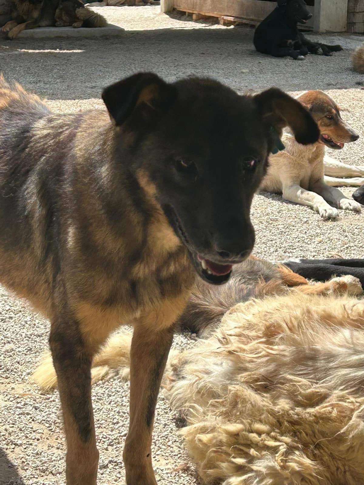 Joker, Mixed Breed for adoption at Save the Dogs BiH, Jajce