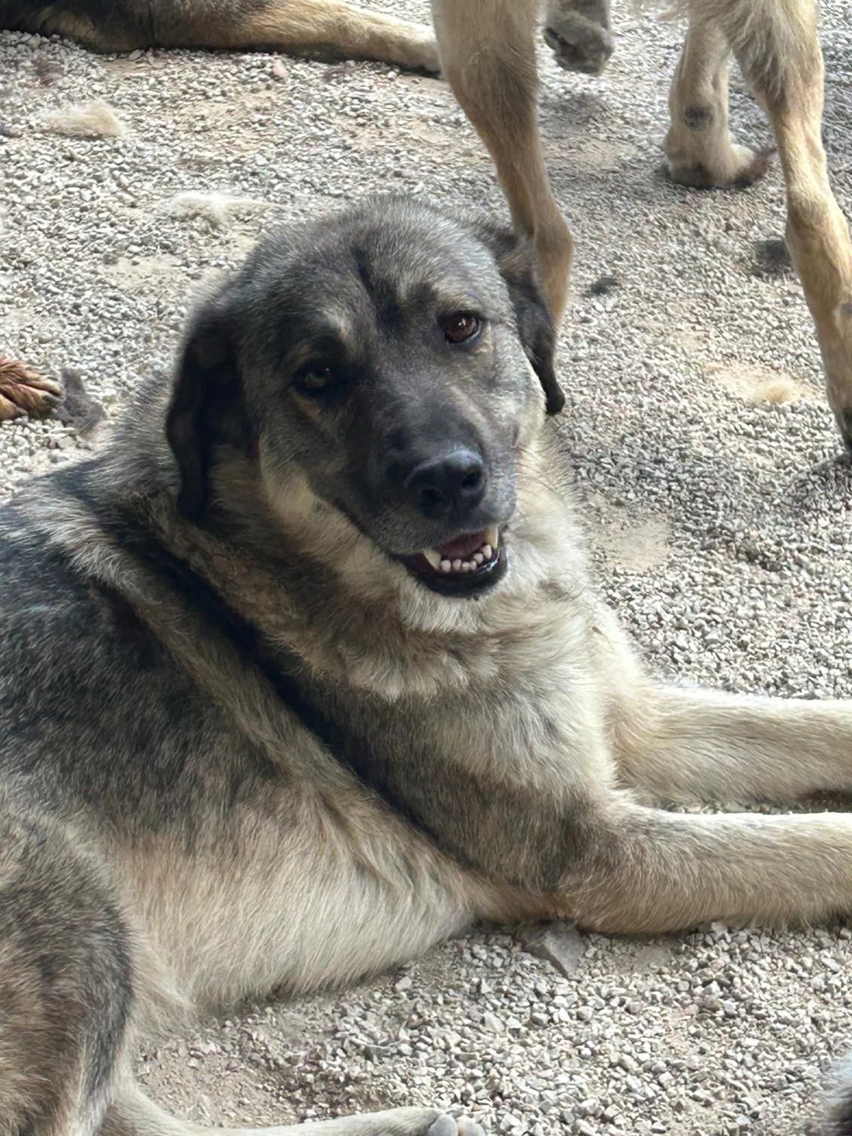 Ulve, Mixed Breed for adoption at Save the Dogs BiH, Jajce