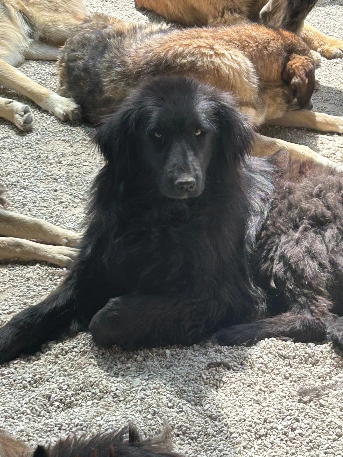 Meni, Mixed Breed for adoption at Save the Dogs BiH, Jajce