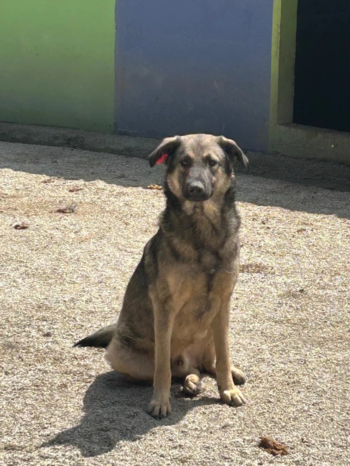 Jack, Mixed Breed for adoption at Save the Dogs BiH, Jajce