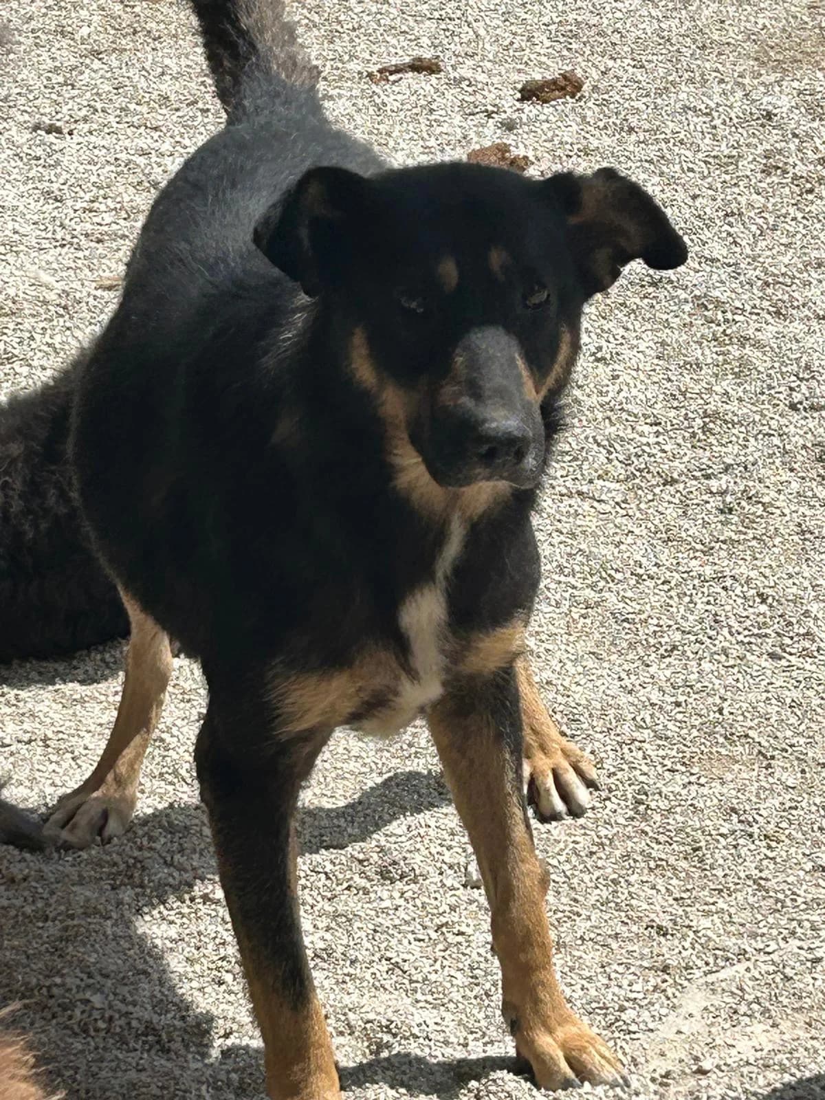 Tommy, Mixed Breed for adoption at Save the Dogs BiH, Jajce