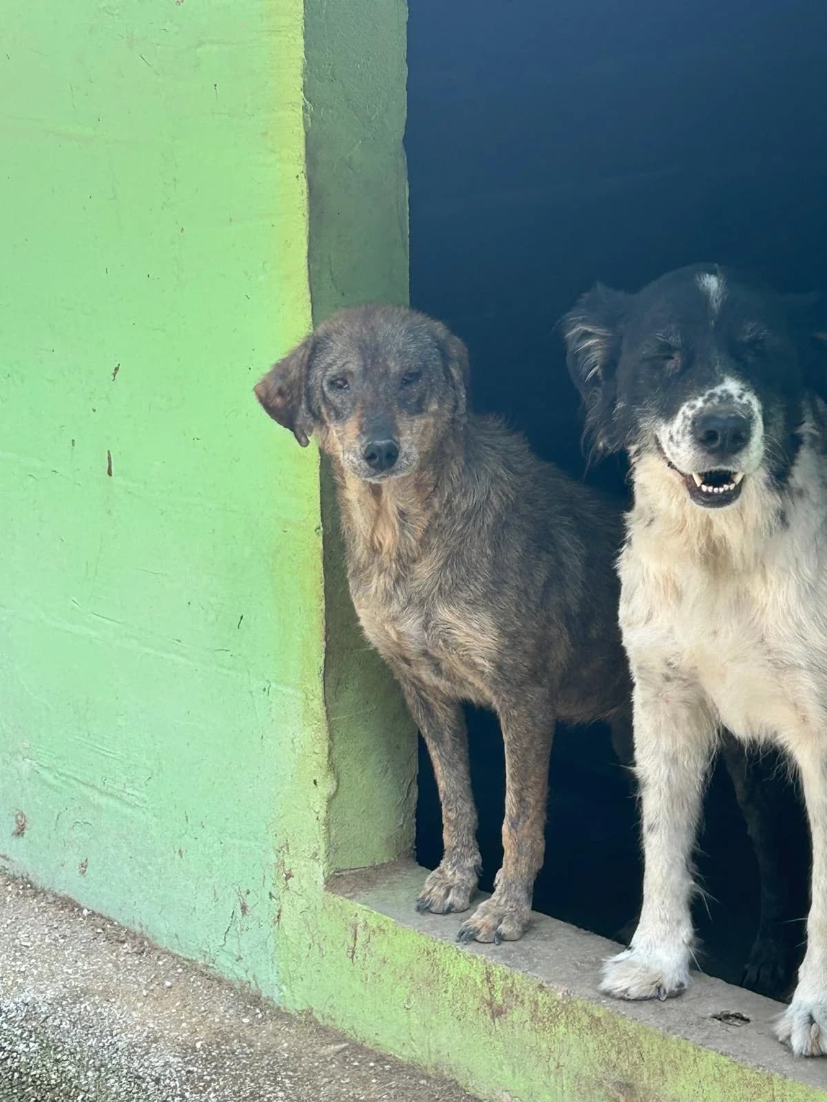 Yvette, Mixed Breed for adoption at Save the Dogs BiH, Jajce