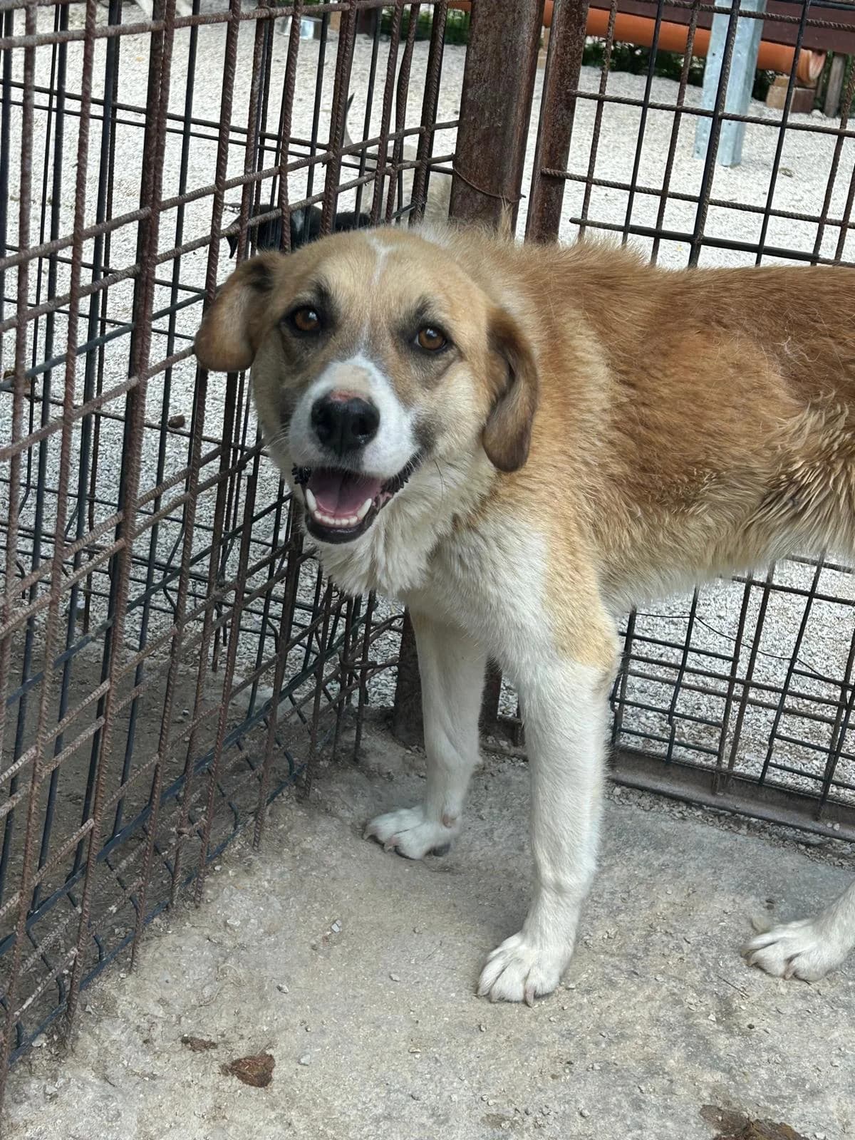 Tinka, Mixed Breed for adoption at Save the Dogs BiH, Jajce
