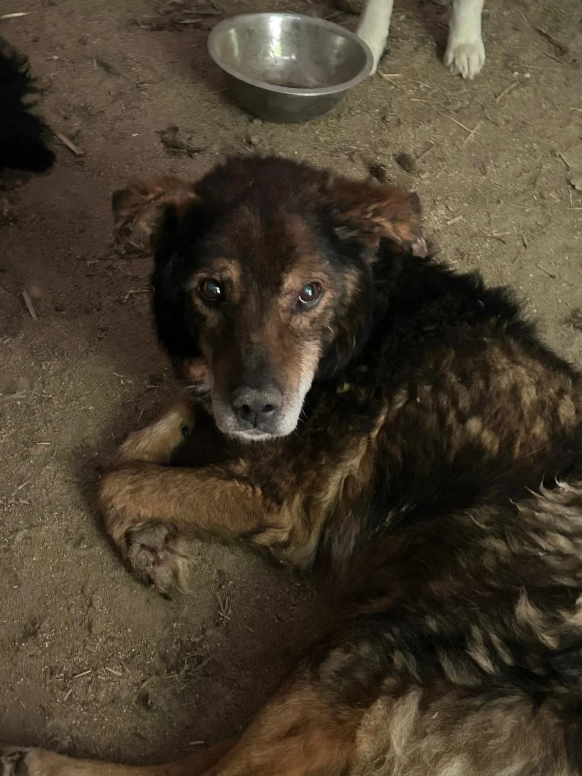 Lenny, Mixed Breed for adoption at Save the Dogs BiH, Jajce