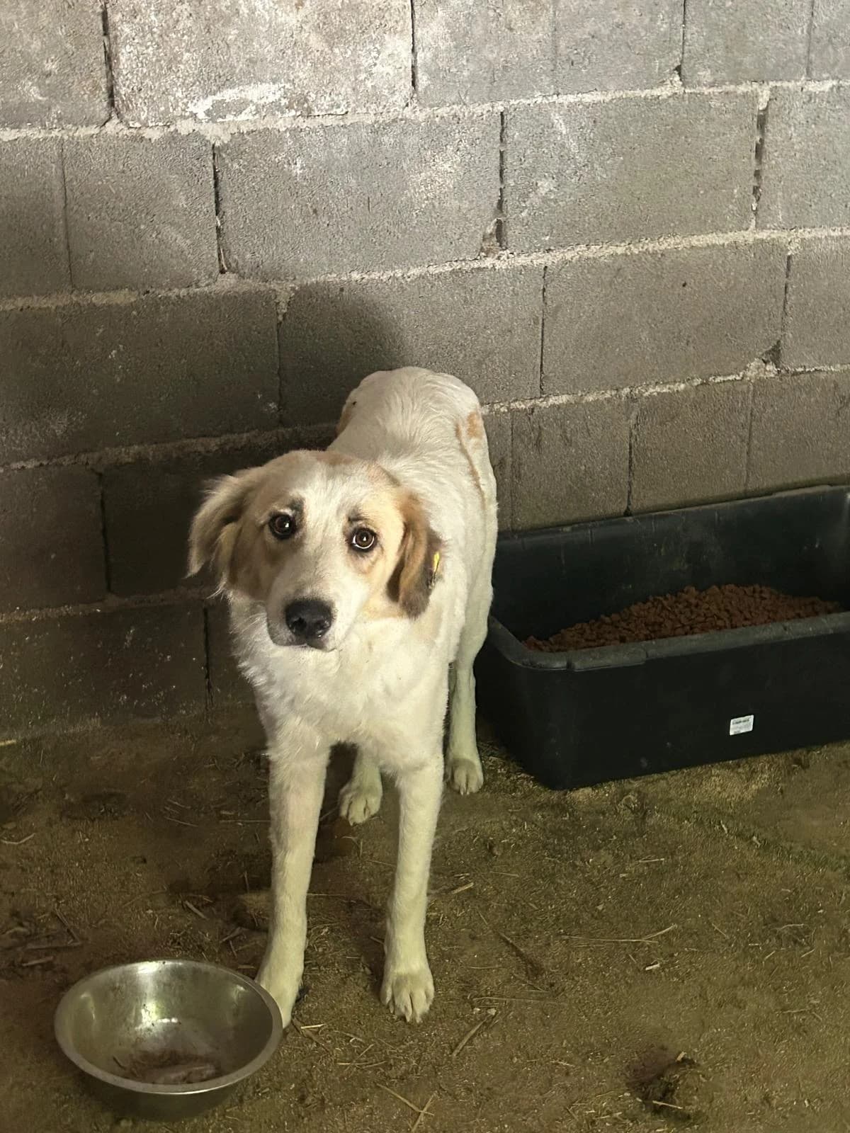 Nele, Mixed Breed for adoption at Save the Dogs BiH, Jajce
