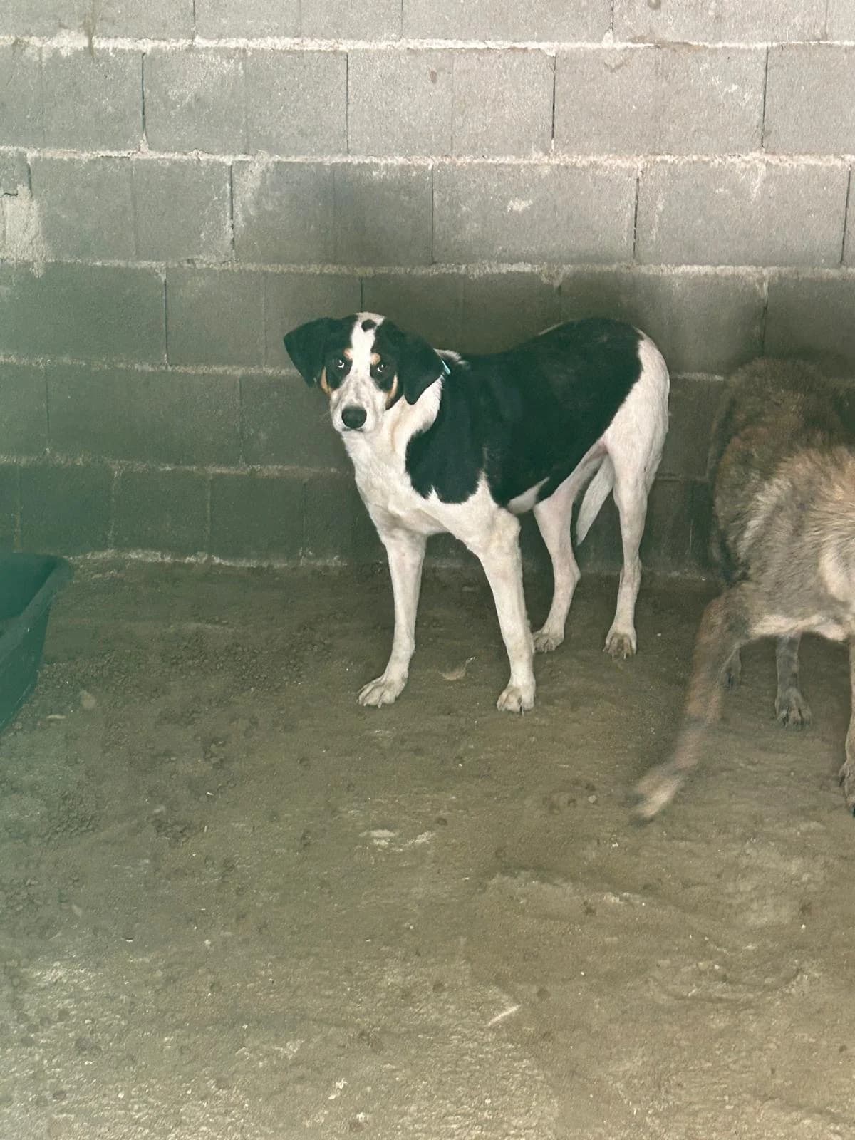 Coco, Mixed Breed for adoption at Save the Dogs BiH, Jajce